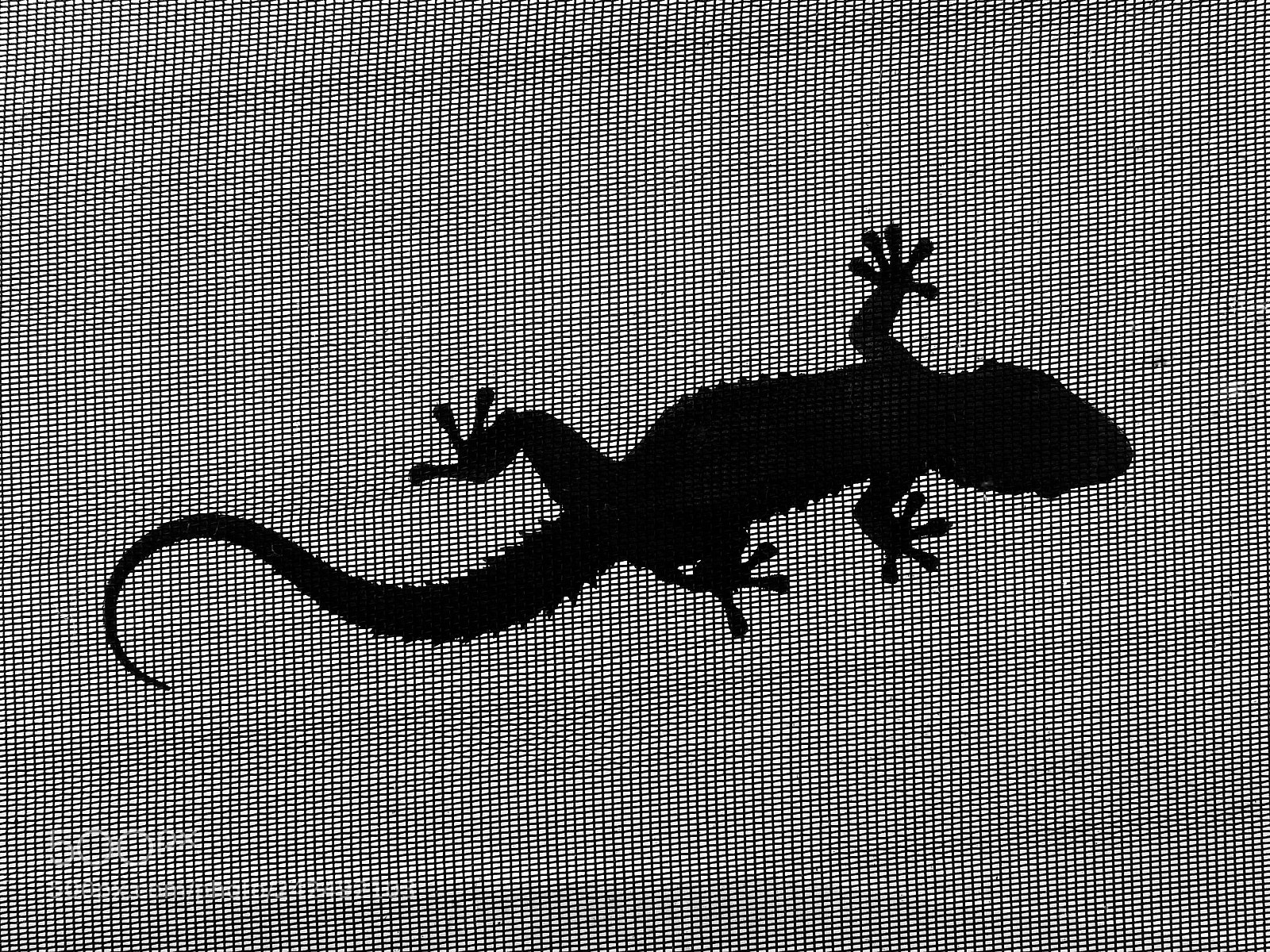Nikon Coolpix B700 sample photo. Gecko on netting photography