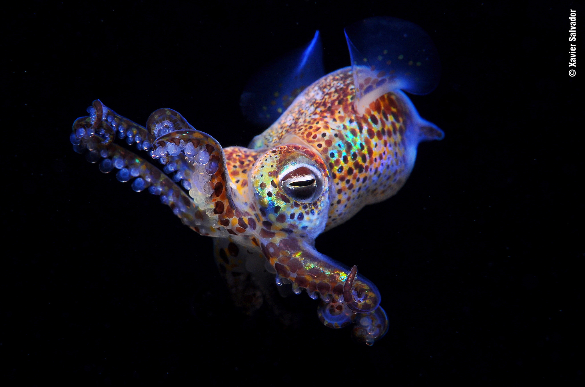 Nikon D90 + Nikon AF-S Micro-Nikkor 60mm F2.8G ED sample photo. Dwarf bobtail (sepiola rondeleti) photography