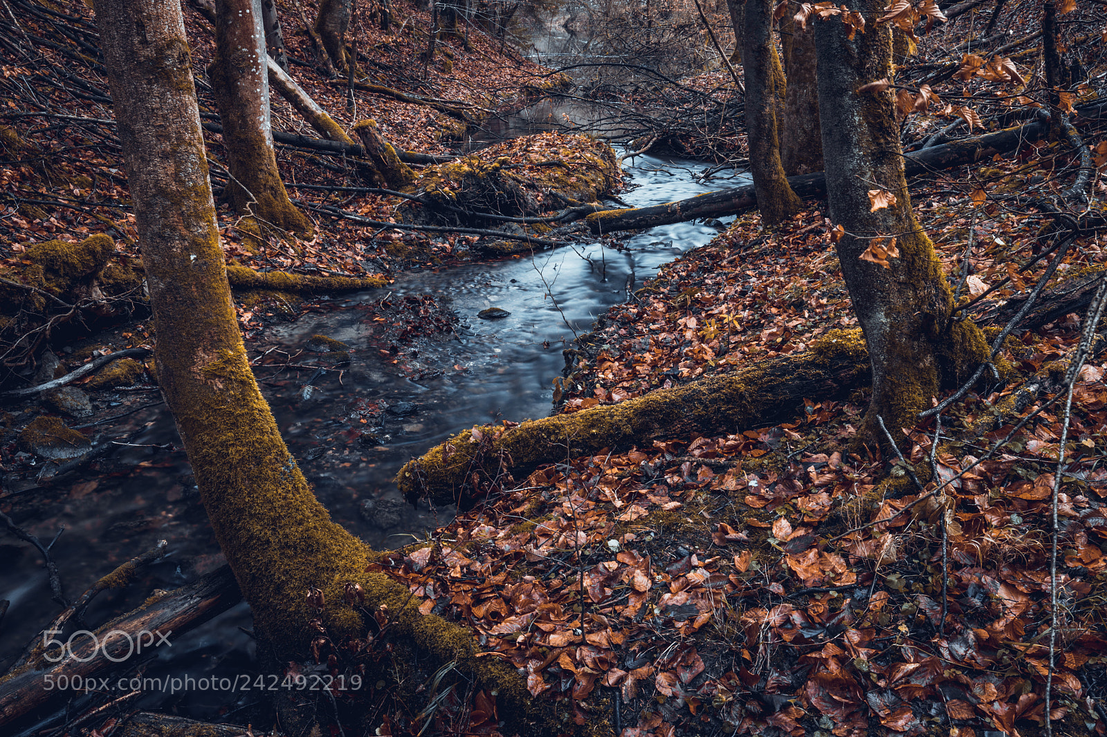 Canon EOS 6D Mark II sample photo. Forest creek photography