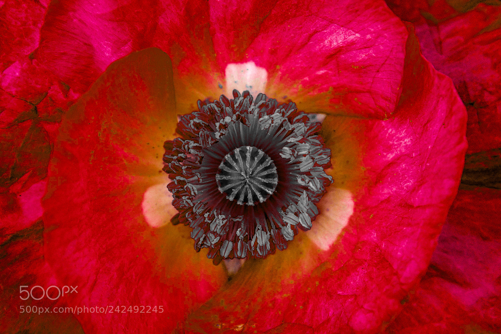 Sony SLT-A77 sample photo. Poppy art photography