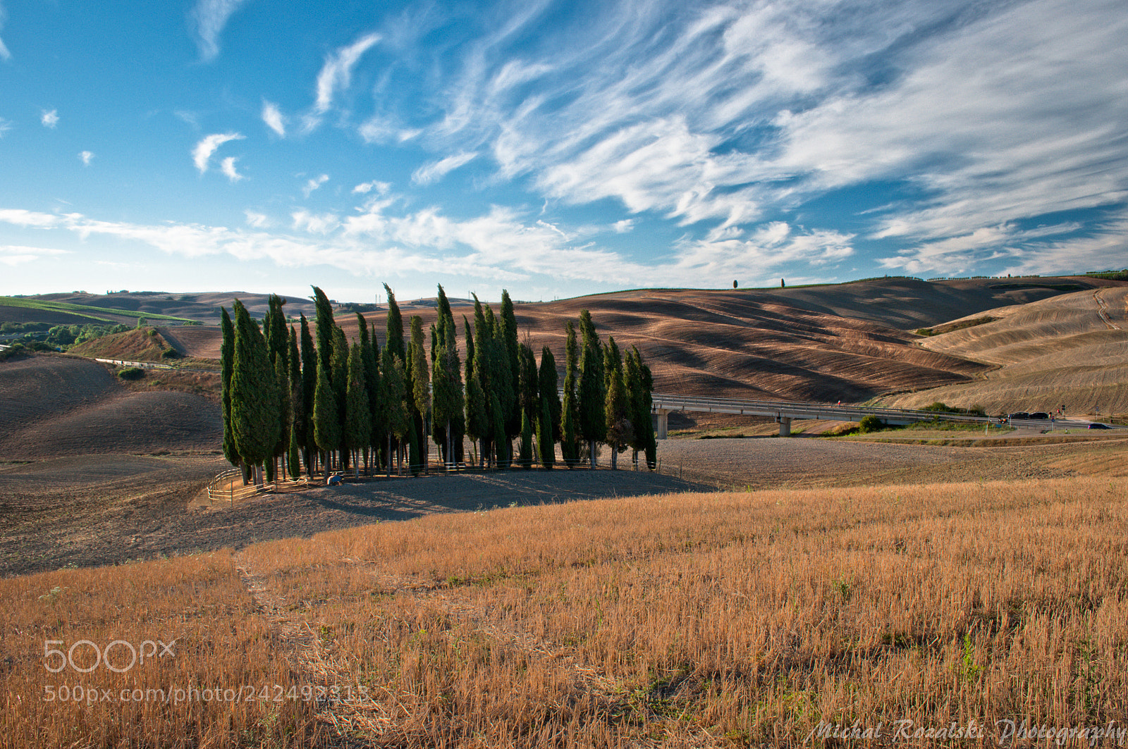 Nikon D90 sample photo. Cypresses photography