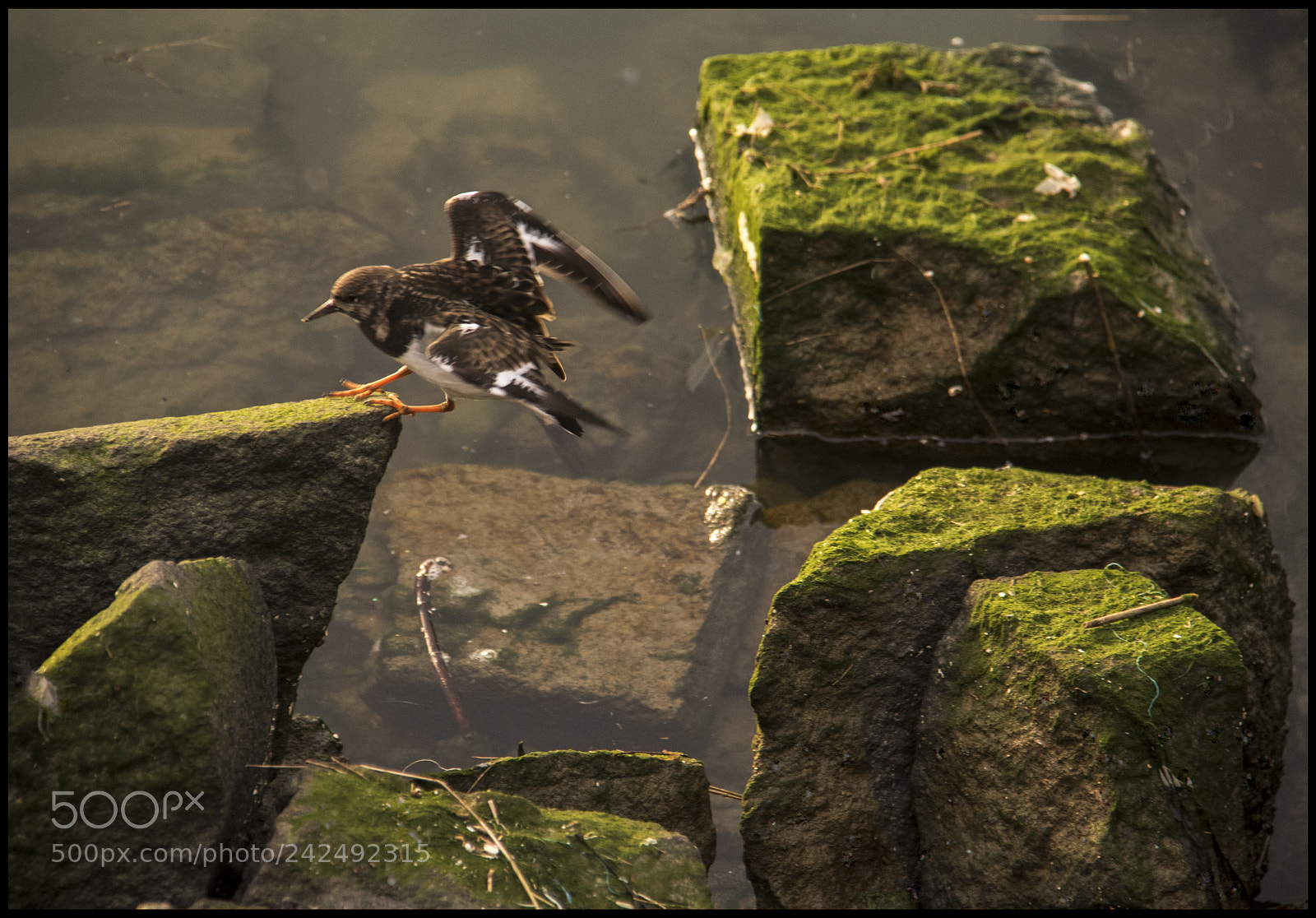 Canon EOS 7D Mark II sample photo. Atterrissage p rilleux du photography