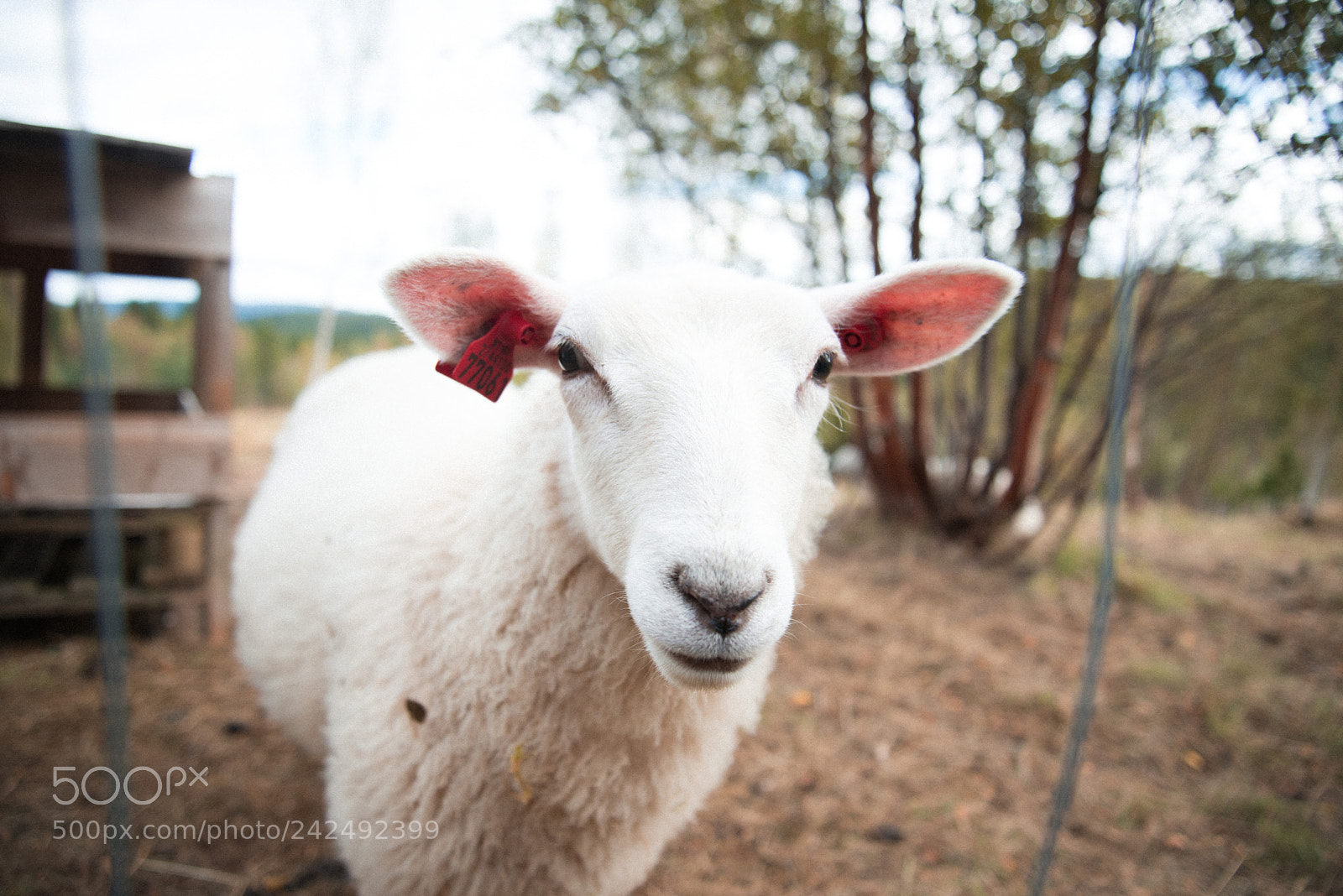Nikon D600 sample photo. Fluffy friend. photography