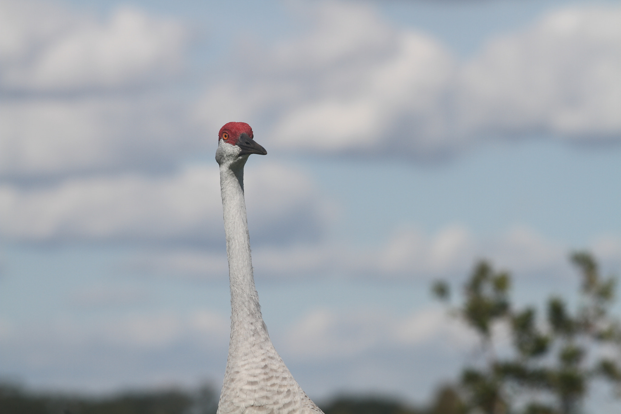 Canon EF 70-200mm F2.8L USM sample photo. Img photography