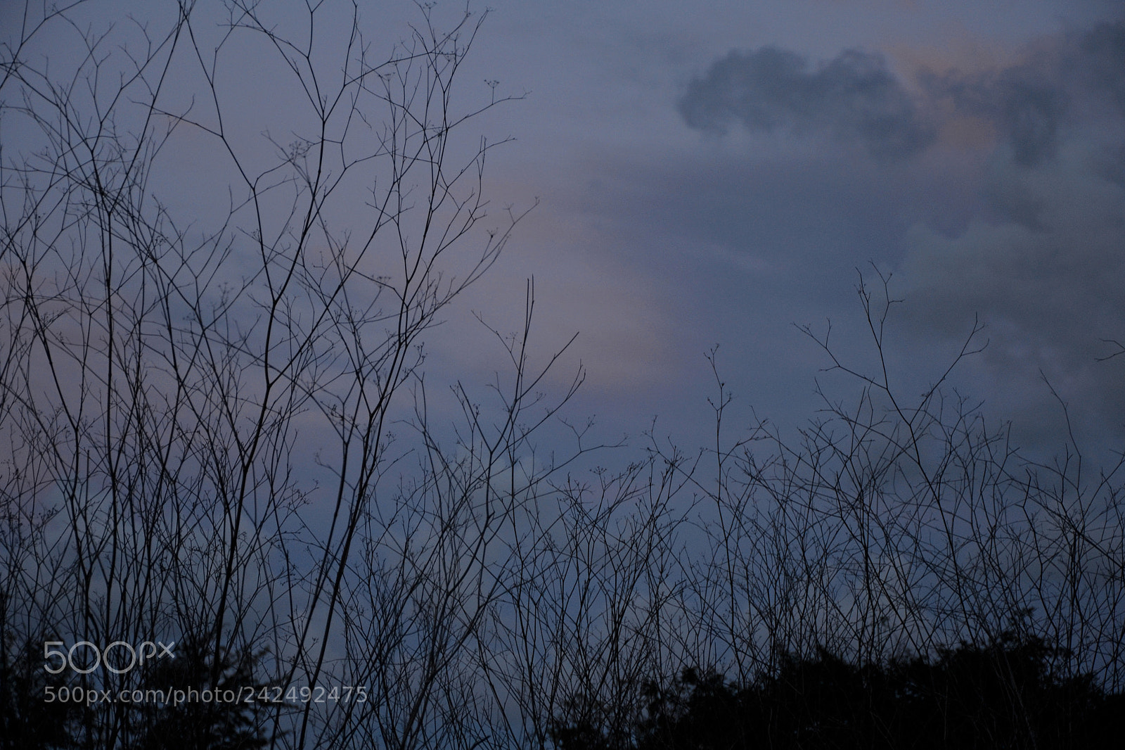 Nikon D3100 sample photo. .summerdawn03 photography
