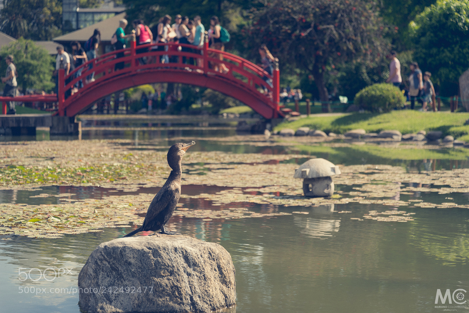 Nikon D610 sample photo. Standing over the rock photography
