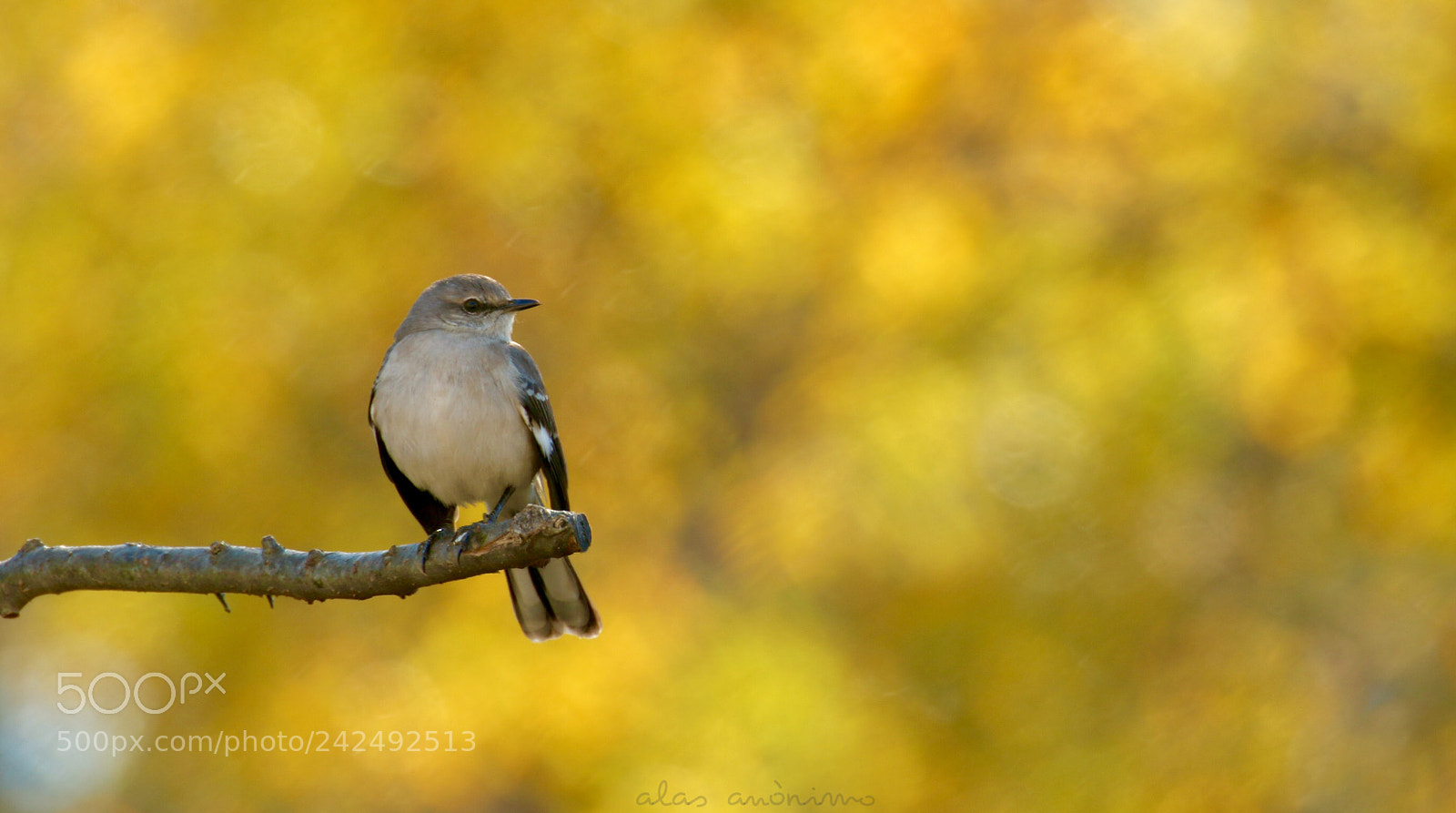 Canon EOS 7D Mark II sample photo. The king.... the mockingbird. photography