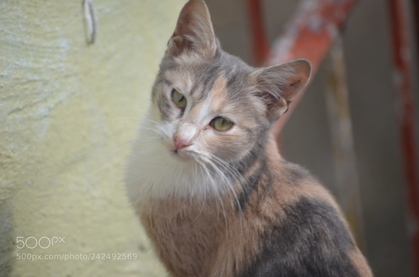 Nikon D5100 sample photo. Cat photography