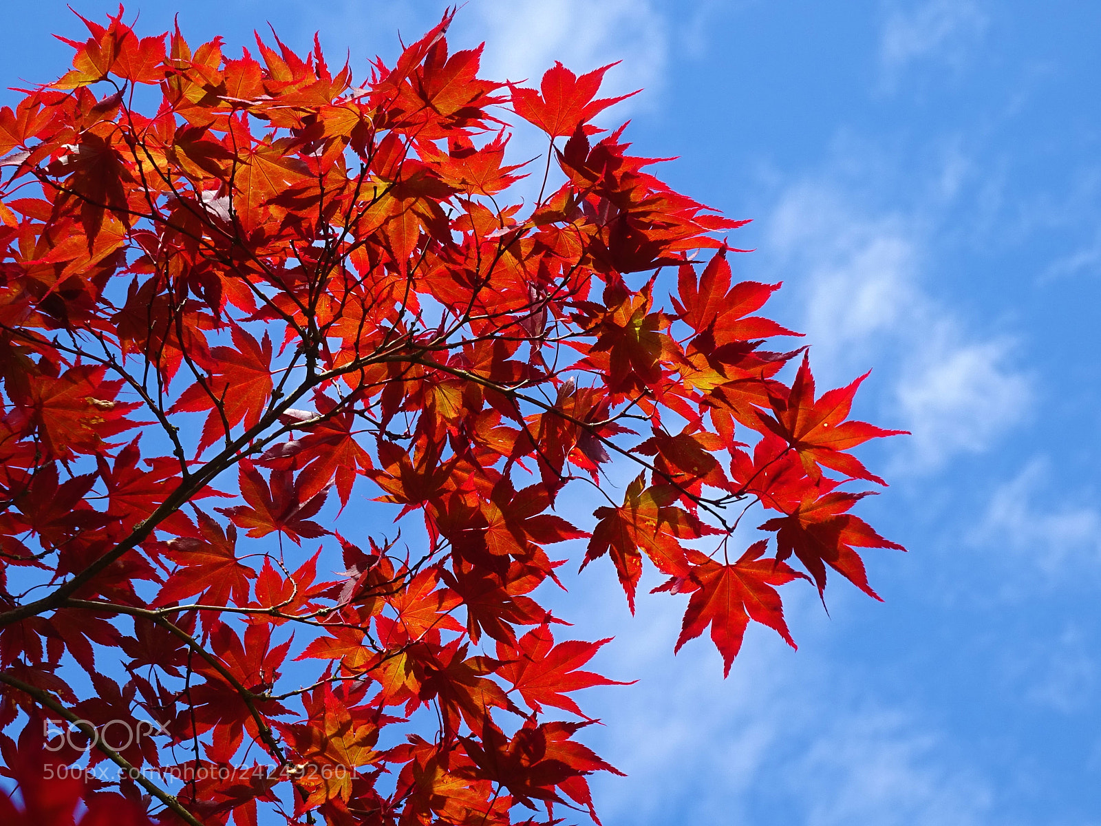 Sony Cyber-shot DSC-HX400V sample photo. Red maple leafs in photography