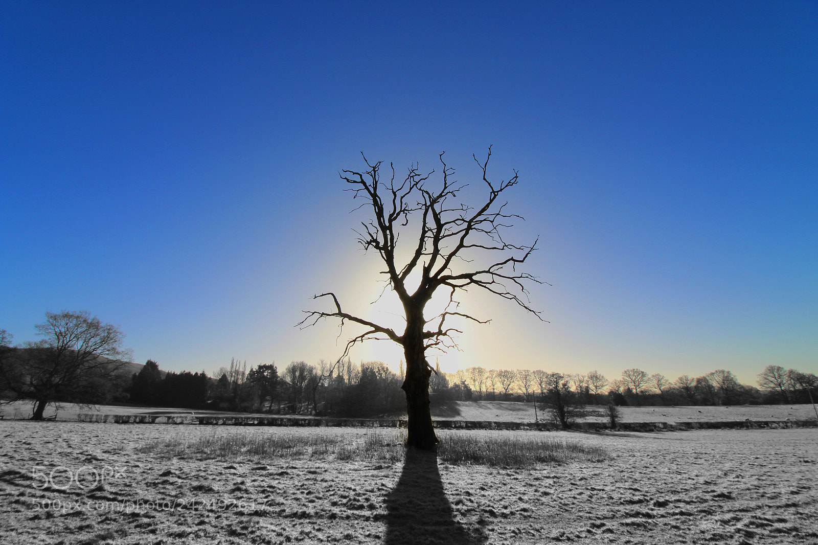 Canon EOS 1300D (EOS Rebel T6 / EOS Kiss X80) sample photo. Dead tree found on photography