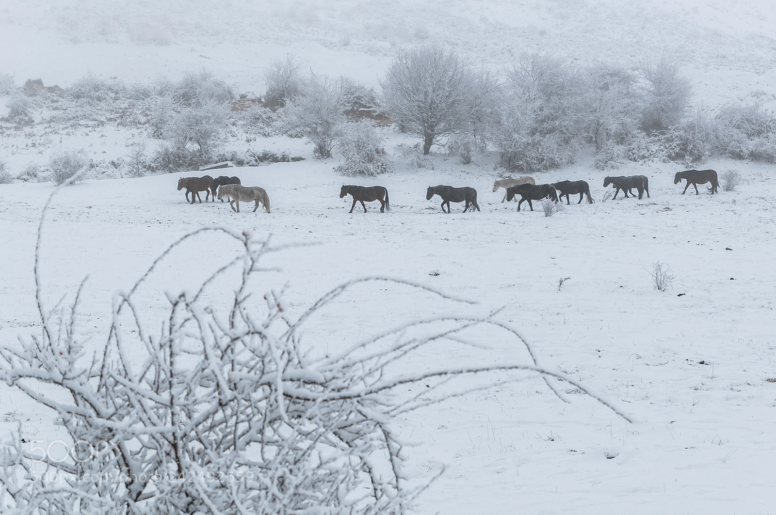 Nikon D5000 sample photo. Horses photography