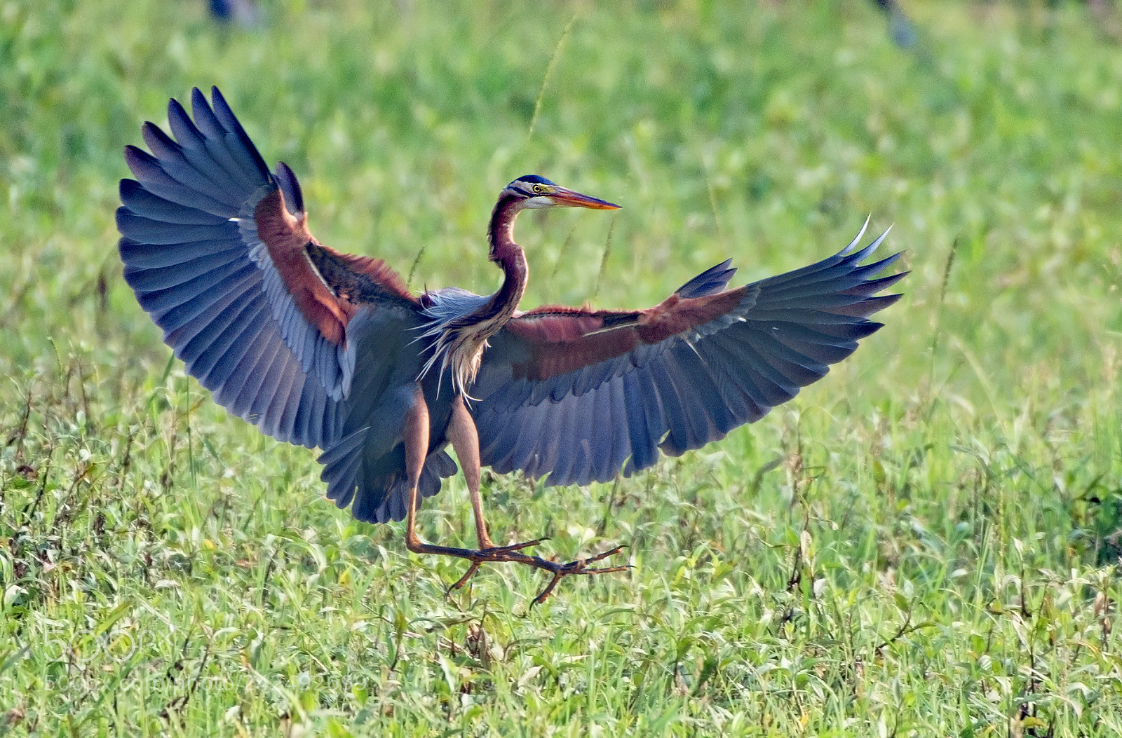 Nikon D500 sample photo. A smooth landing photography