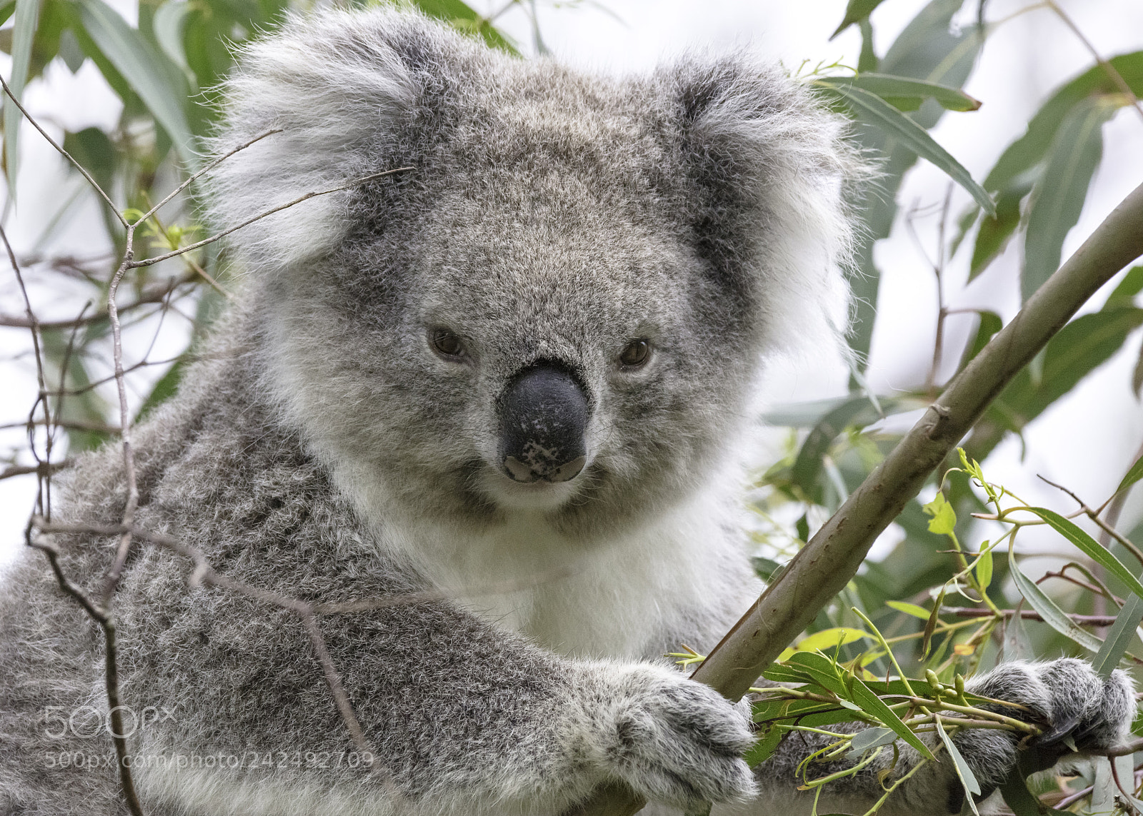 Canon EOS 5DS sample photo. Koala photography