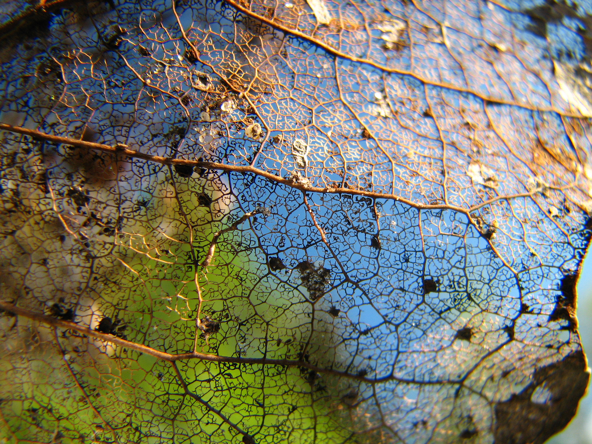 Canon POWERSHOT S2 IS sample photo. Leaf photography
