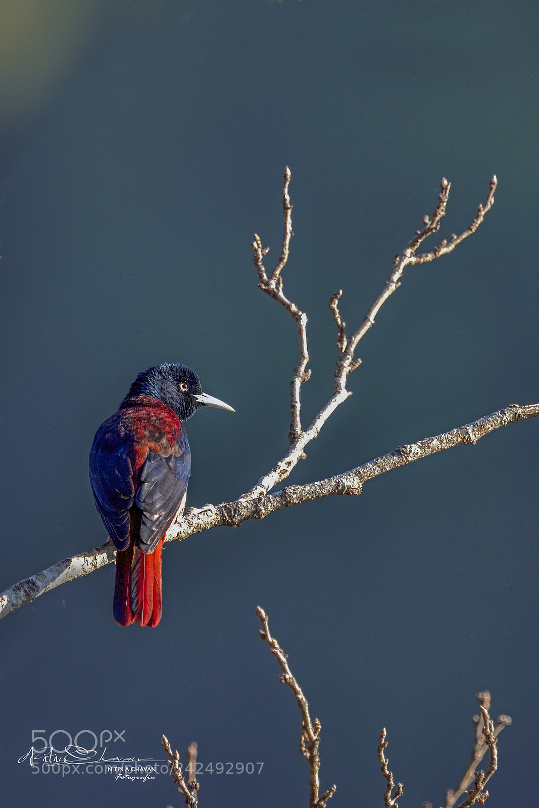 Nikon D810 sample photo. Maroon oriole photography
