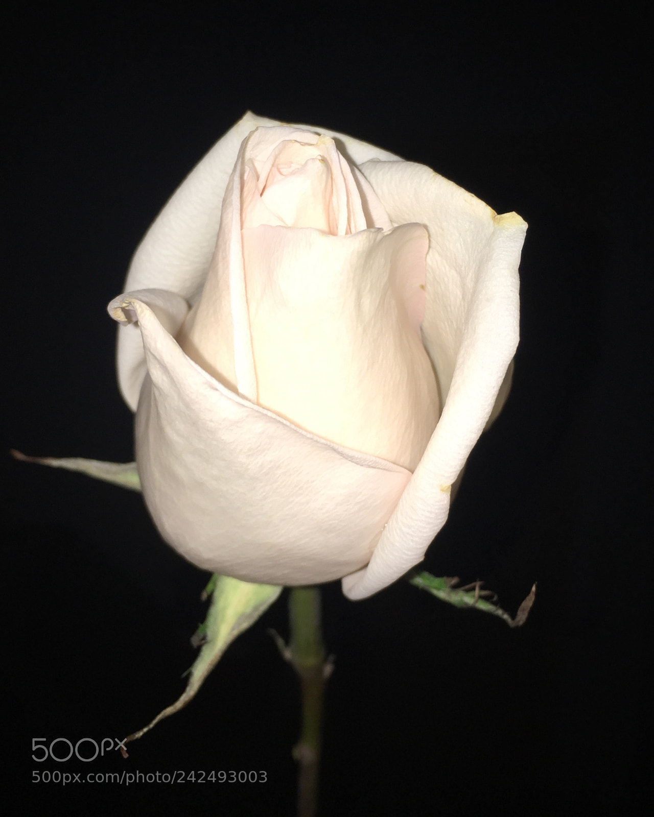 Apple iPhone 6s sample photo. Untitled photography