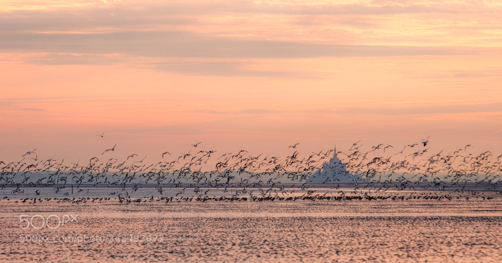 Nikon D90 sample photo. The birds of the photography
