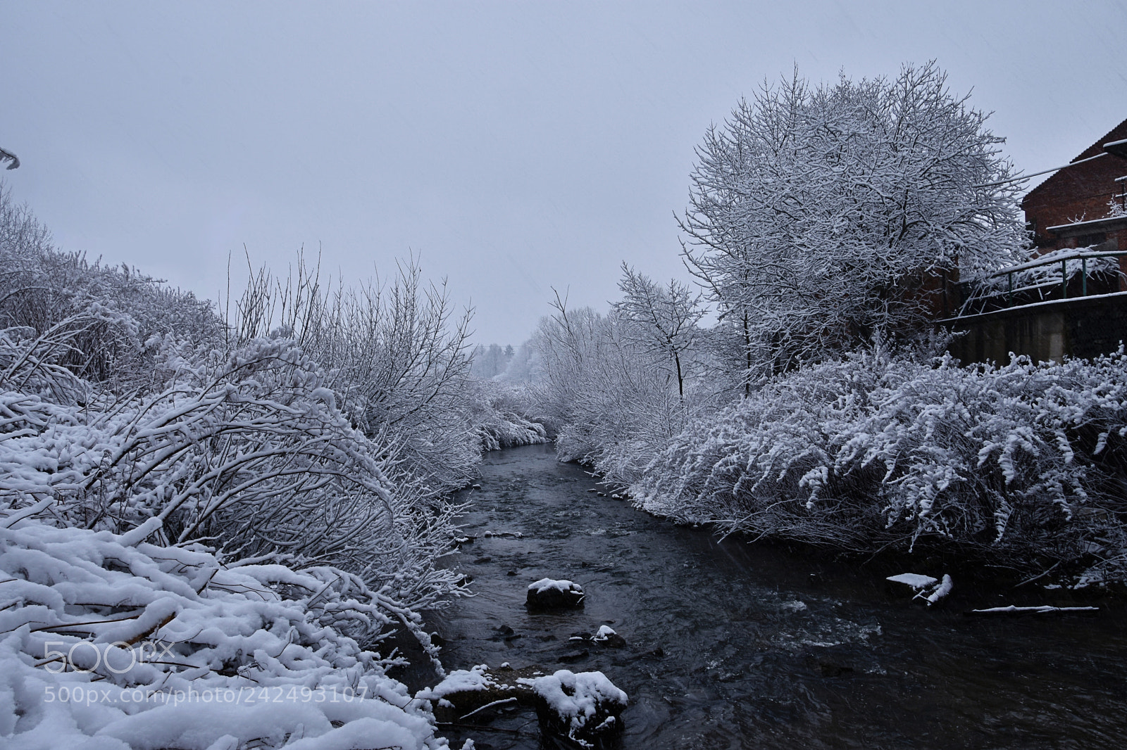 Nikon D3400 sample photo. Winter is here photography