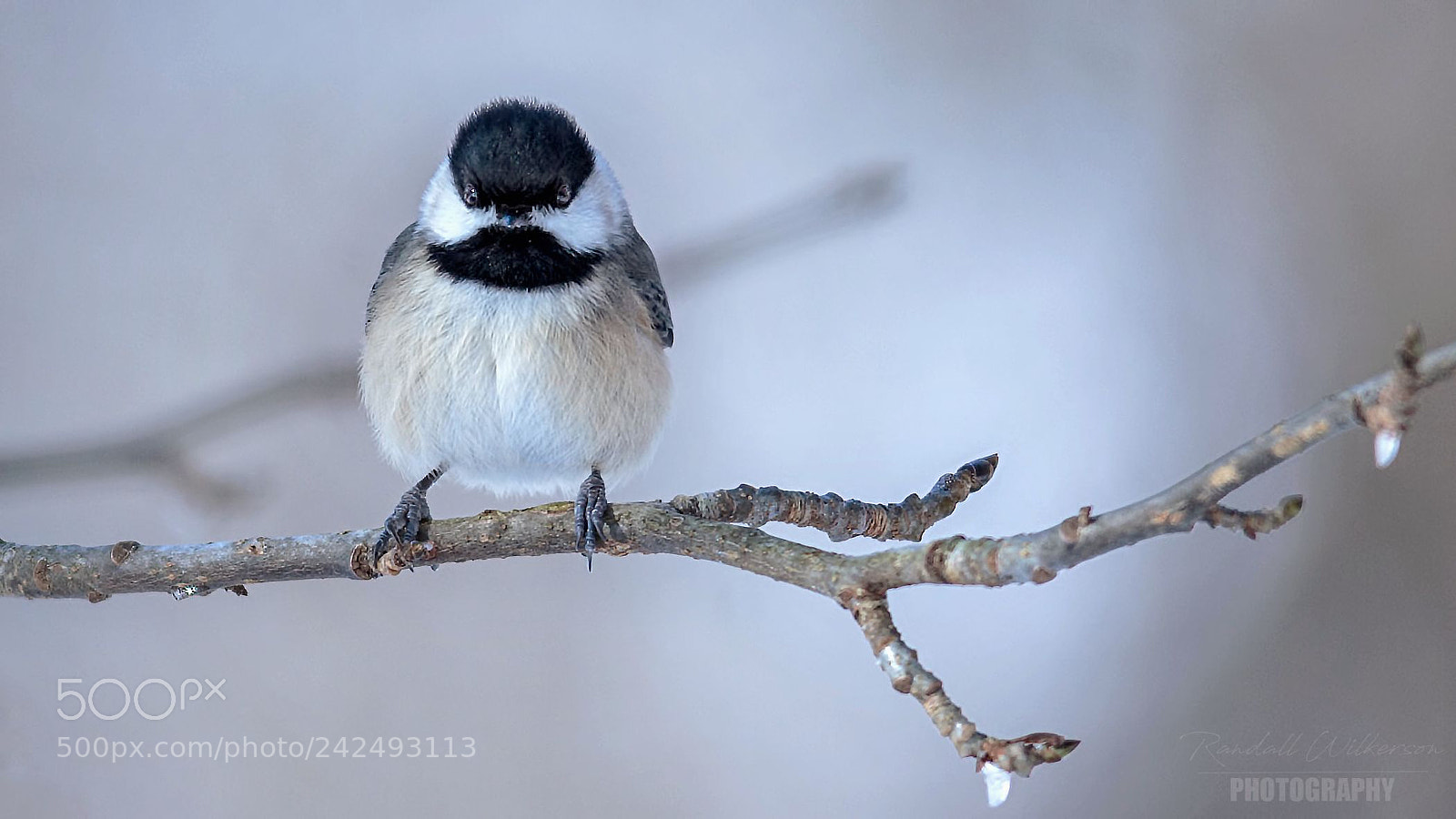 Canon EOS 60D sample photo. Chickadee photography