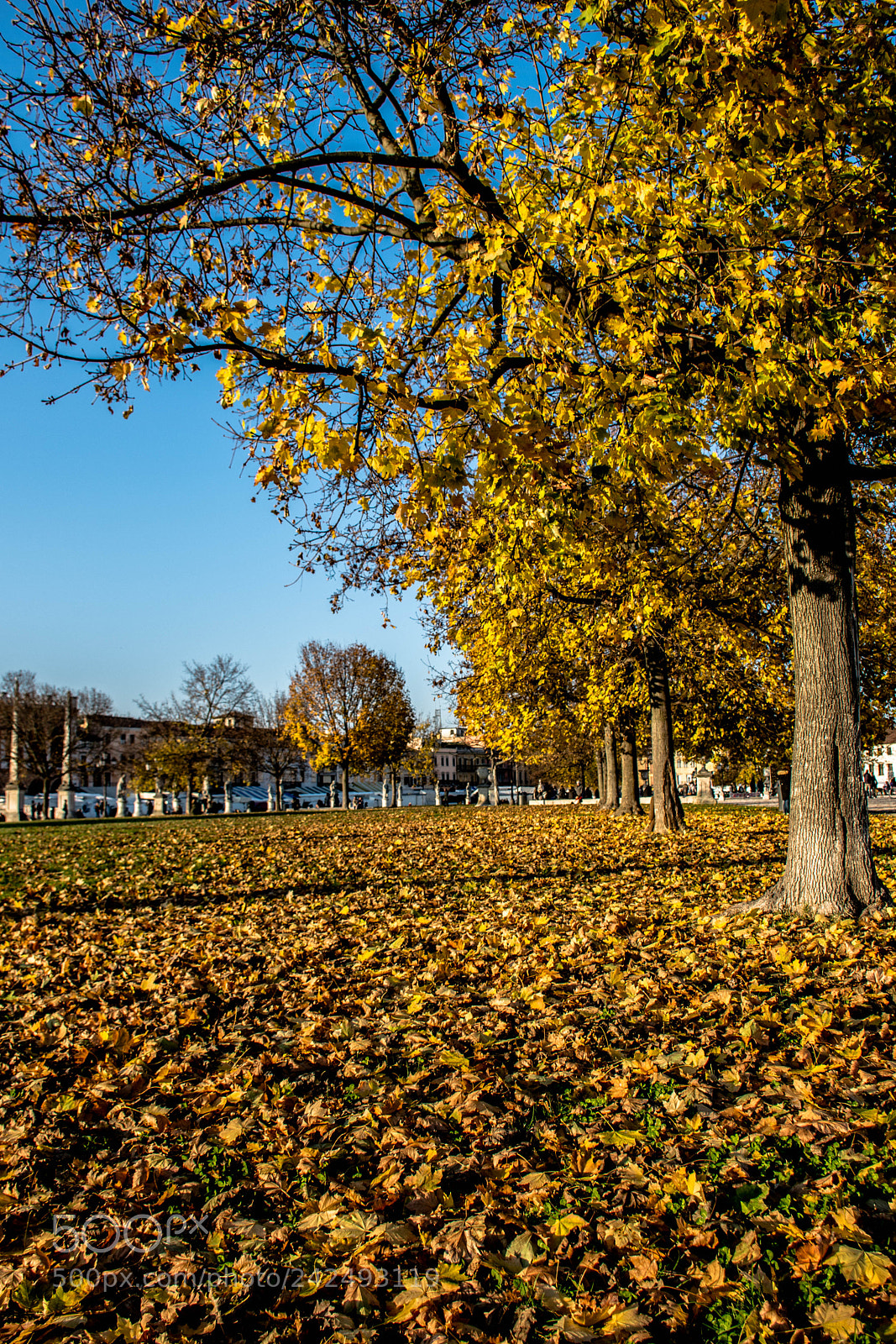 Nikon D7200 sample photo. Carpeted photography