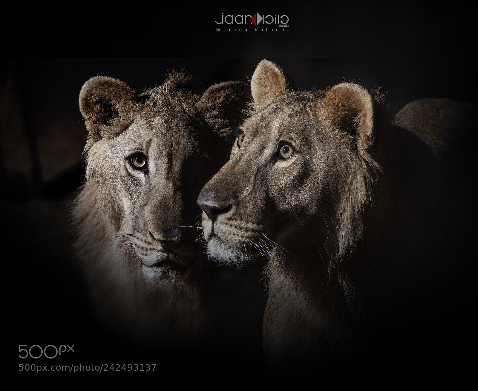 Canon EOS 5DS sample photo. Lions.. photography