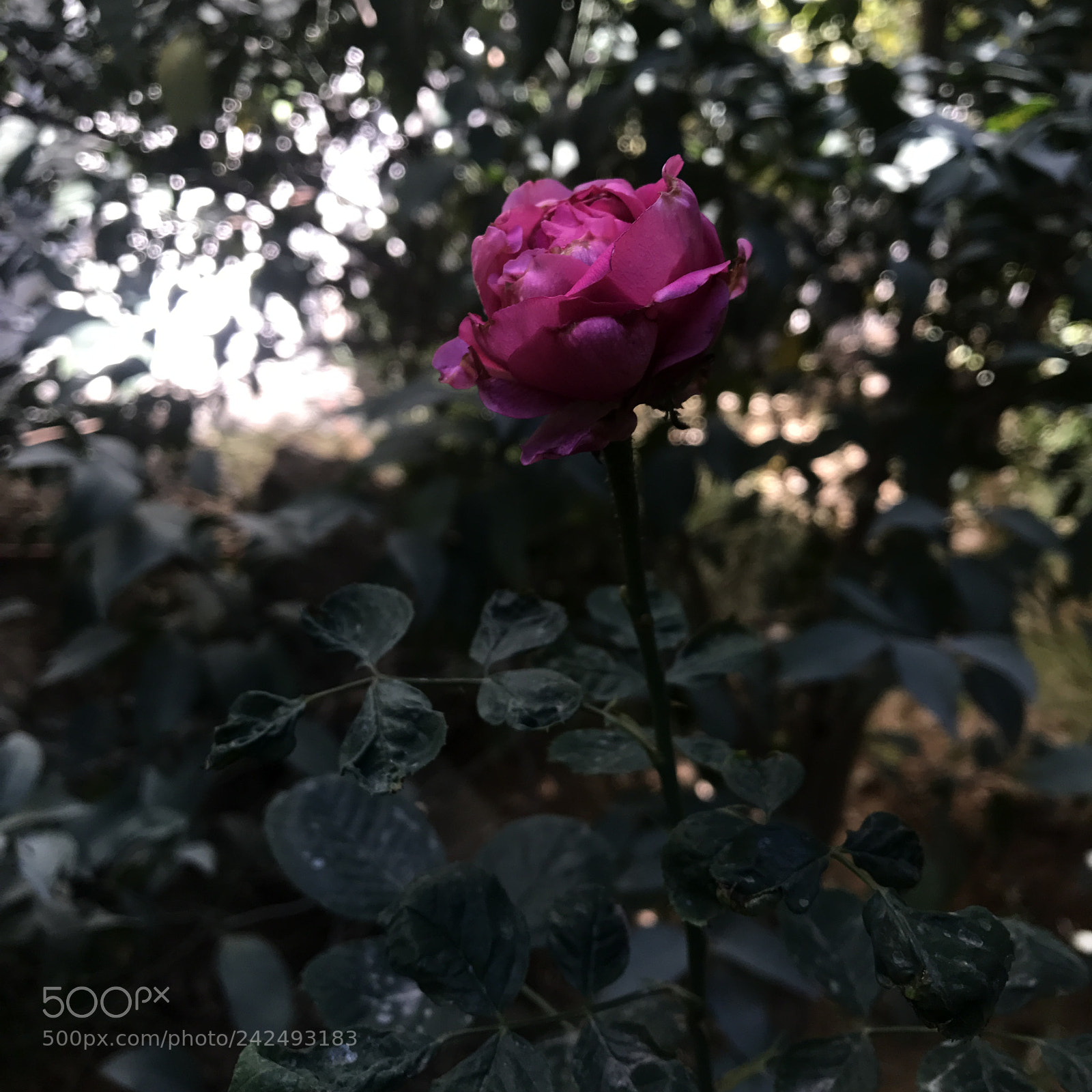 Apple iPhone 7 sample photo. ? photography