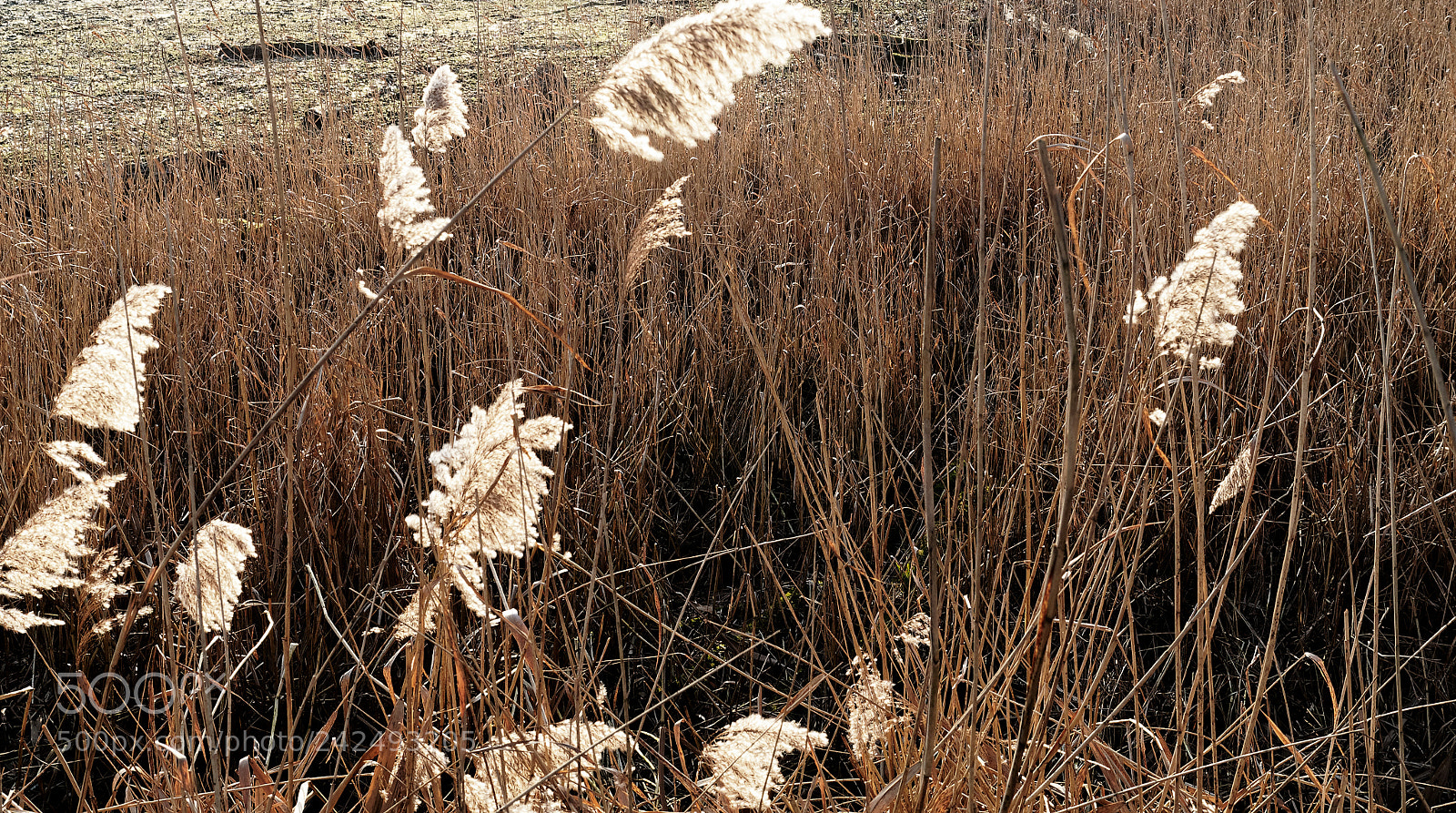 Olympus OM-D E-M5 sample photo. Riddagshausen, natur pur photography