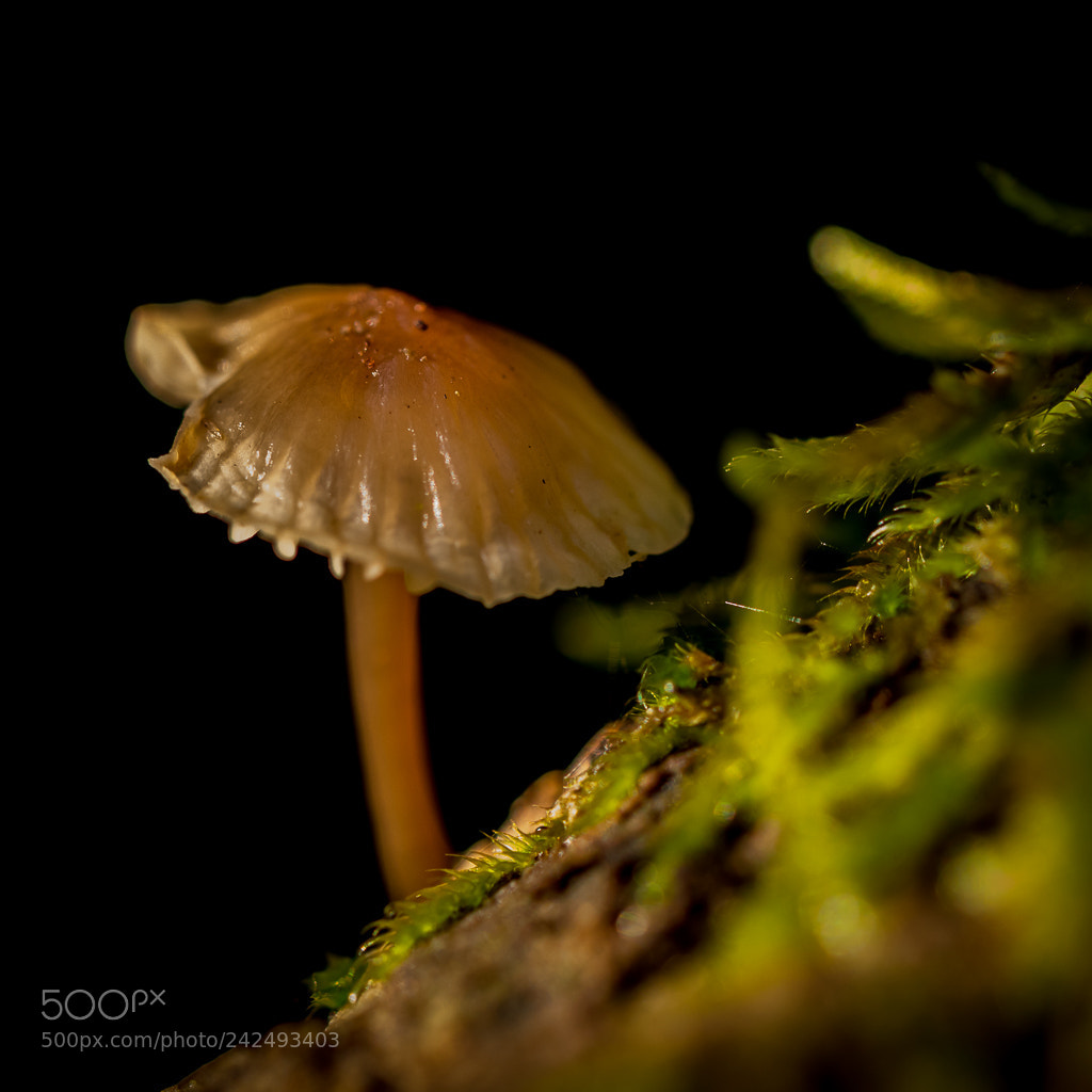 Canon EOS 7D Mark II sample photo. Champigon et mousse photography