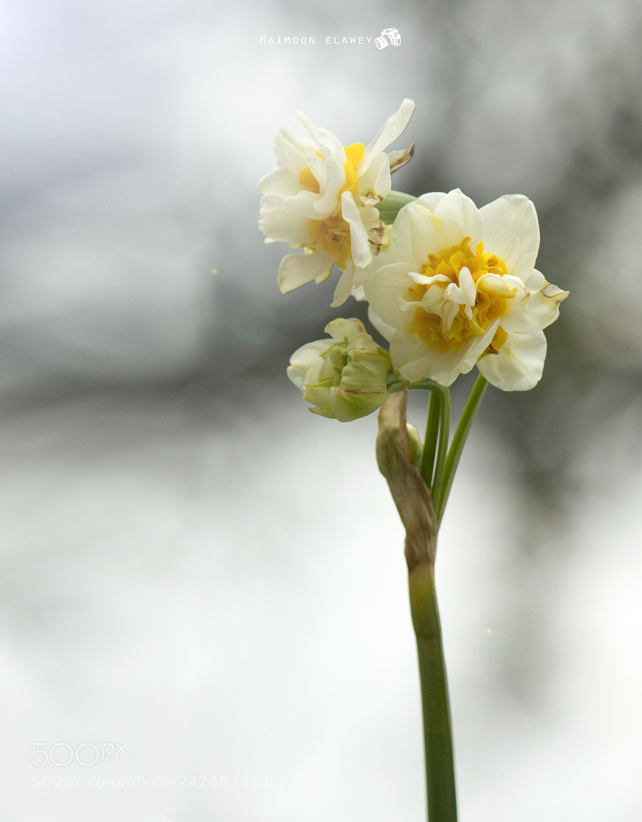 Canon EOS 60D sample photo. Img photography