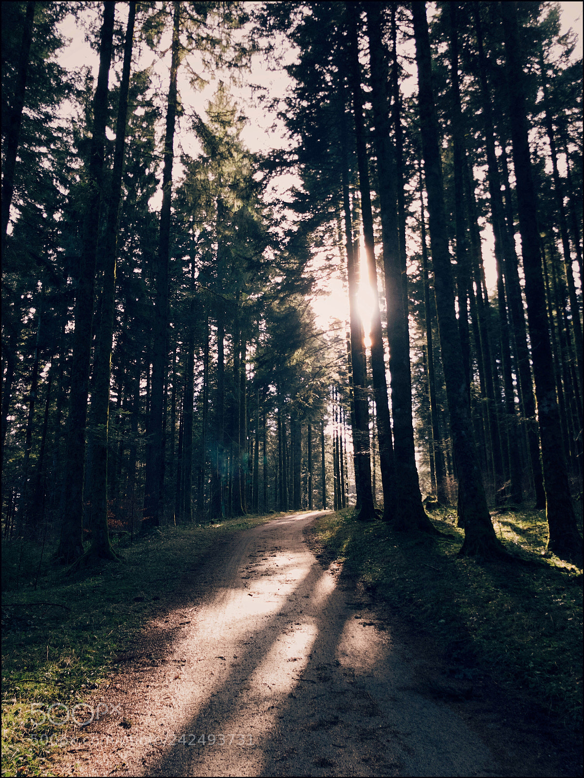 Apple iPhone X sample photo. Forest photography