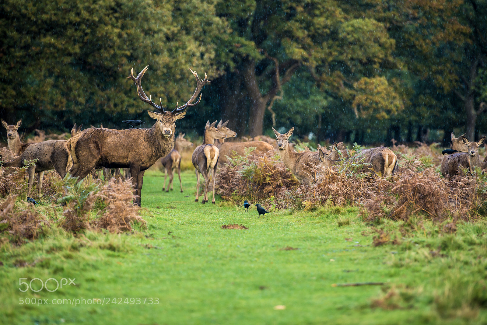 Nikon D800E sample photo. Dears in richmond photography