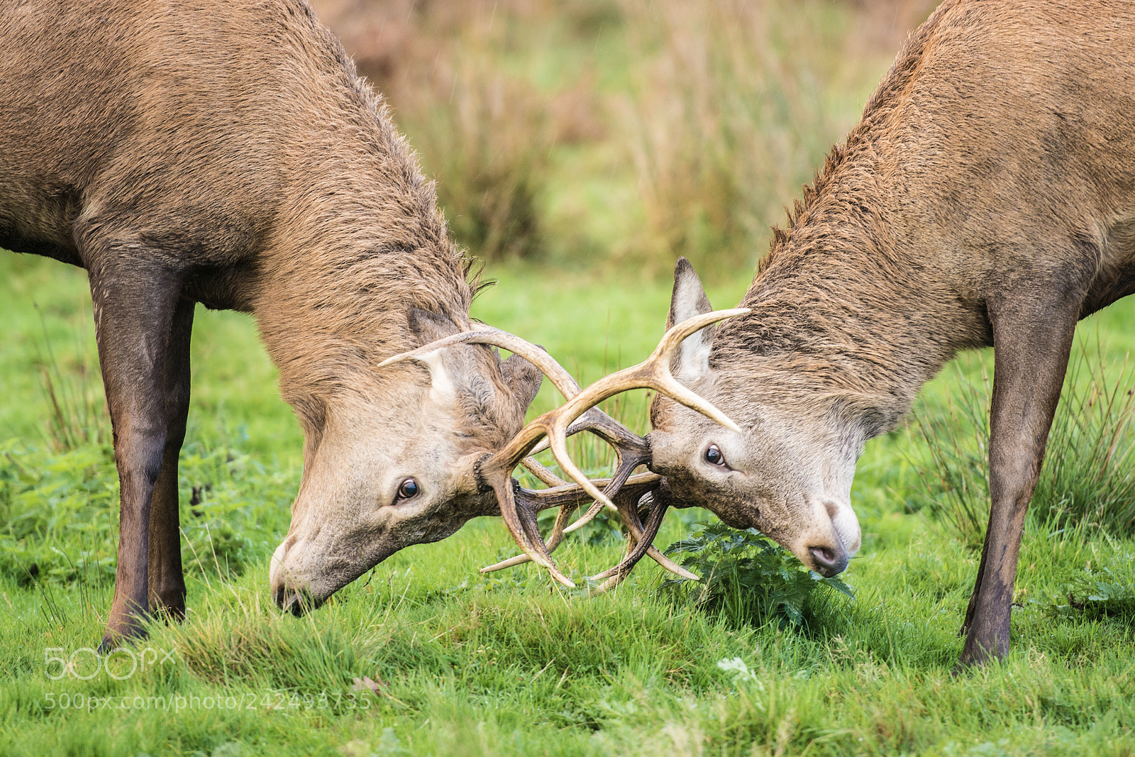 Nikon D800E sample photo. Antlers photography