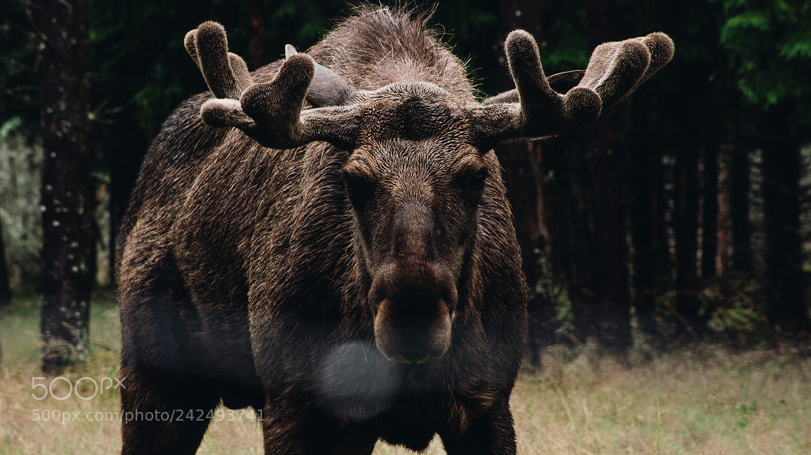 Sony SLT-A55 (SLT-A55V) sample photo. Wildlife in sweden photography