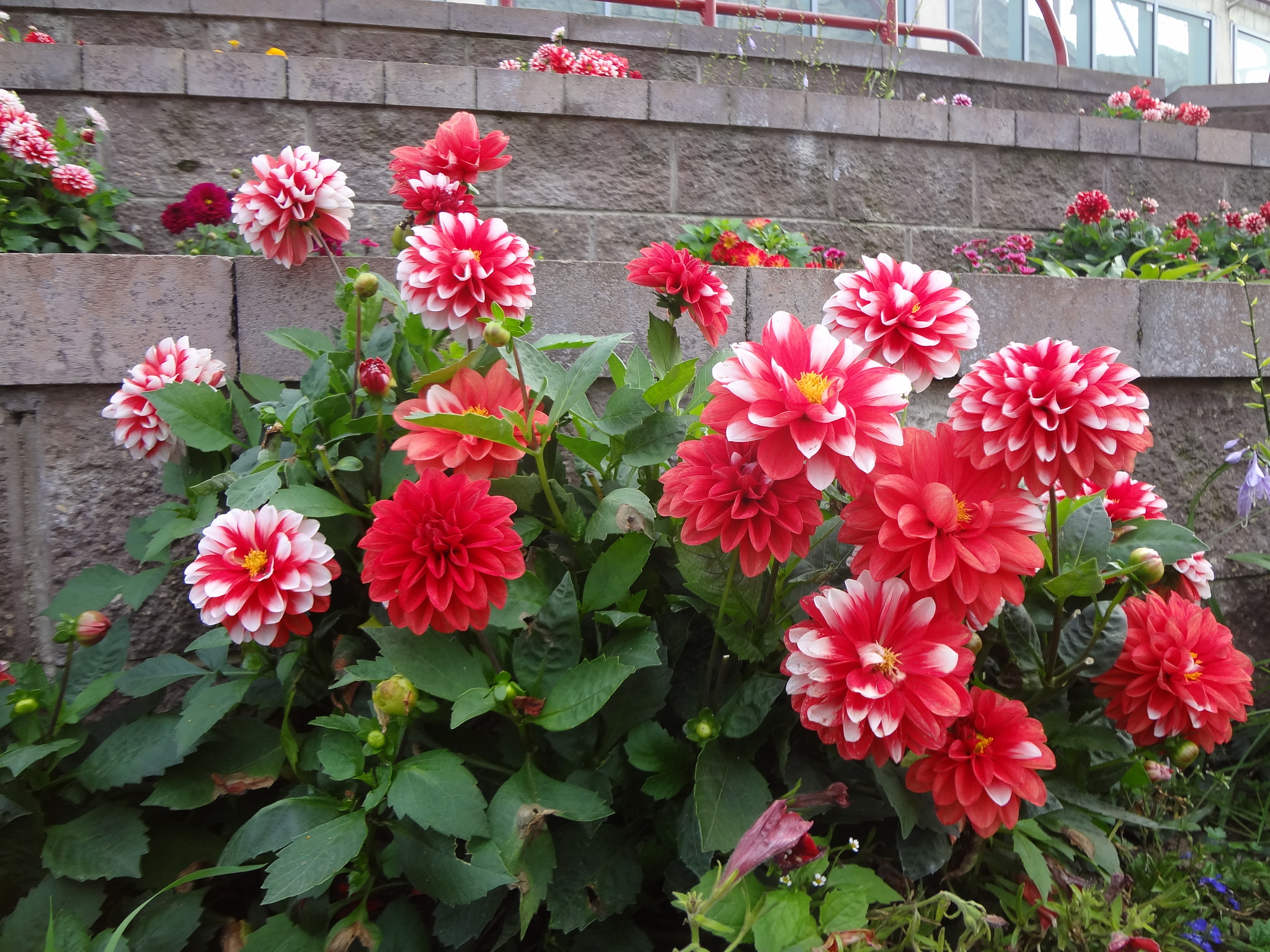 Sony DSC-WX7 sample photo