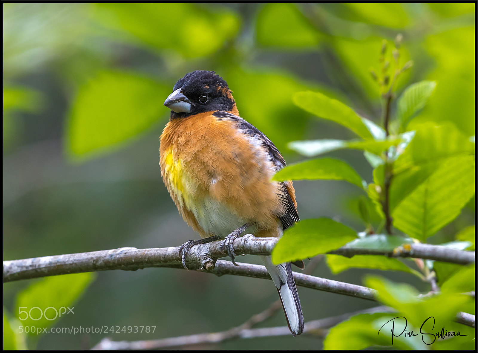 Canon EOS-1D X Mark II sample photo. Black headed grosbeak photography
