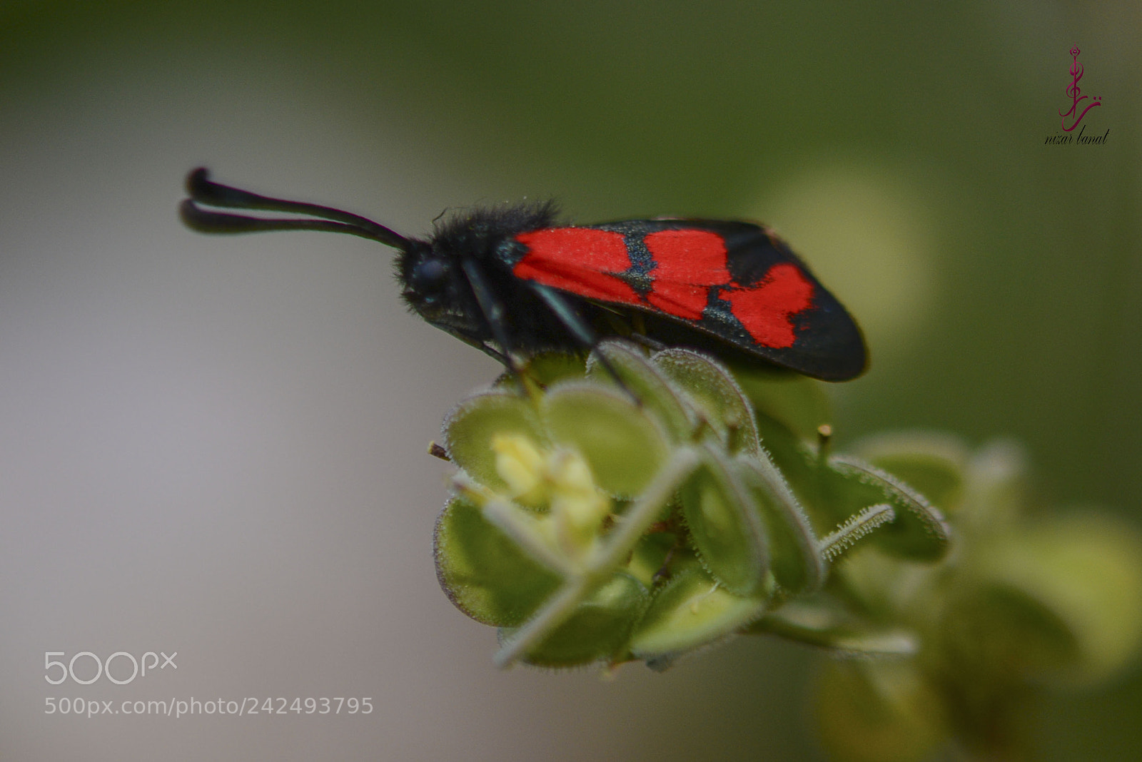 Nikon D7100 sample photo. Red and black butterfly photography