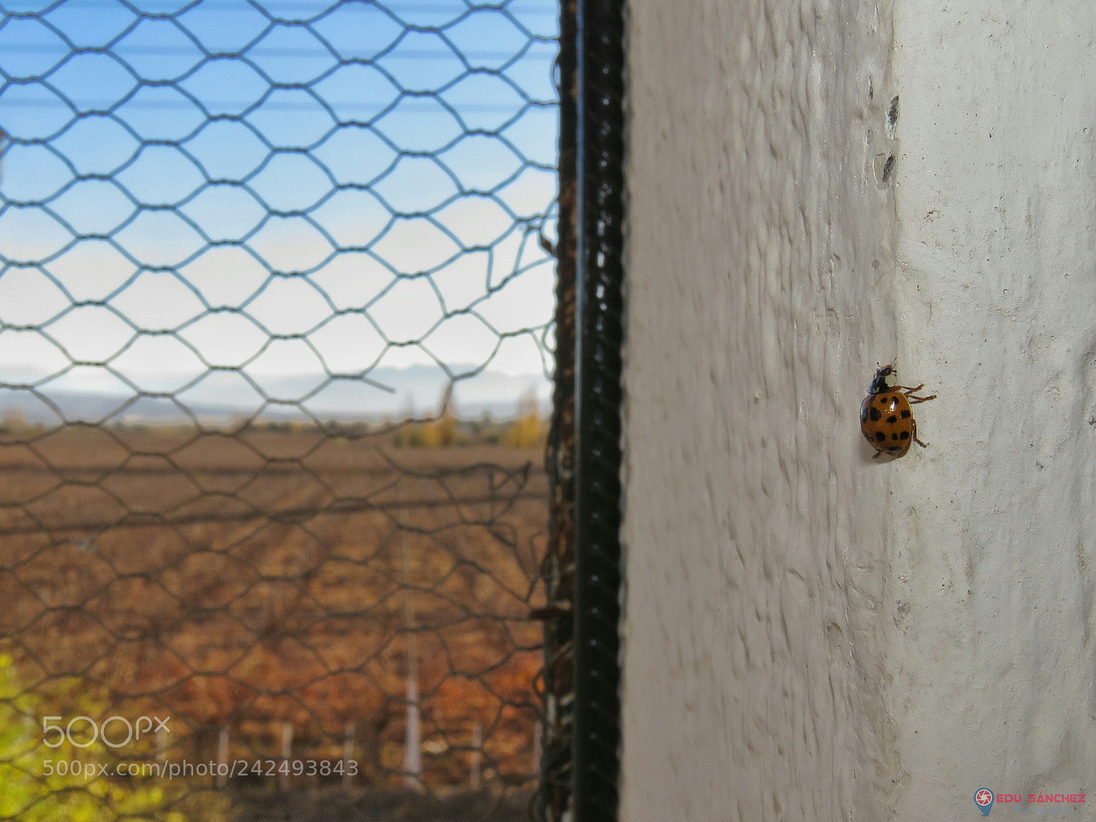 Canon PowerShot SX60 HS sample photo. Al refugio de las photography