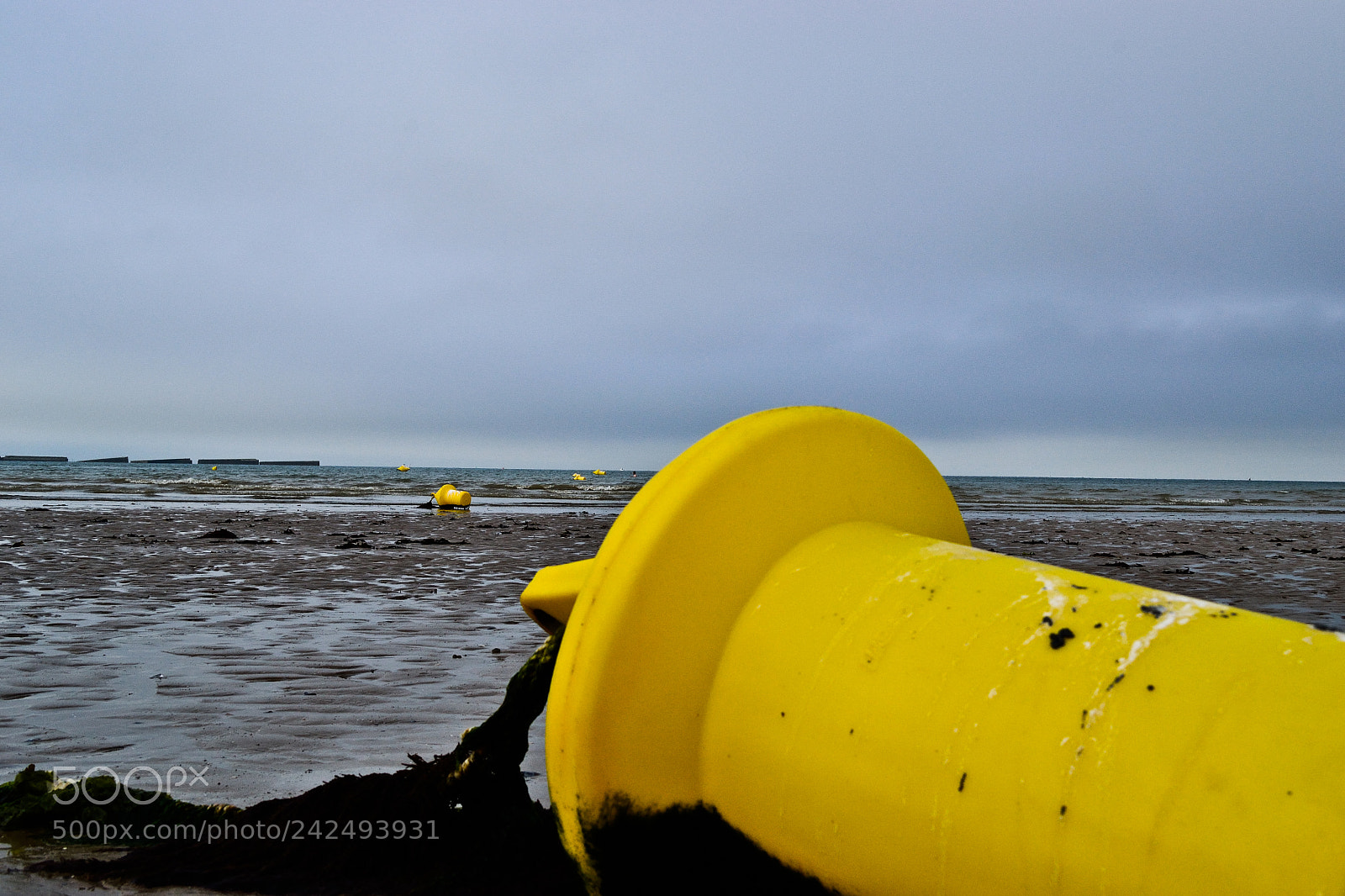 Nikon D3100 sample photo. Rolling yellows photography