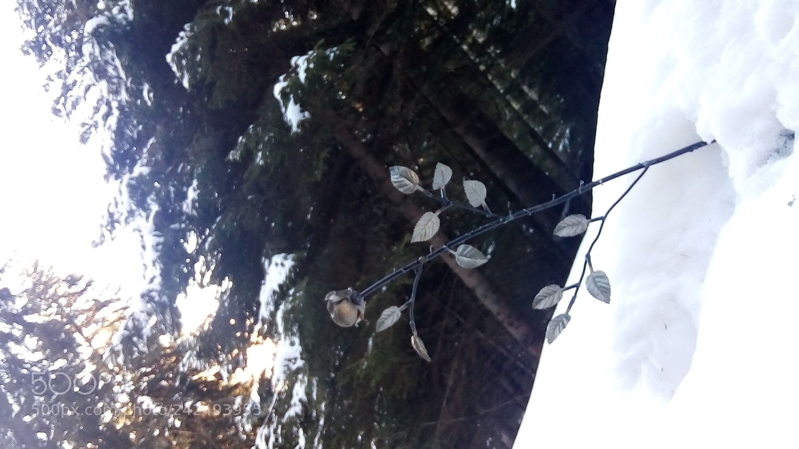 ASUS ZenFone 3 Max (ZC520TL) sample photo. Rose on the snow photography