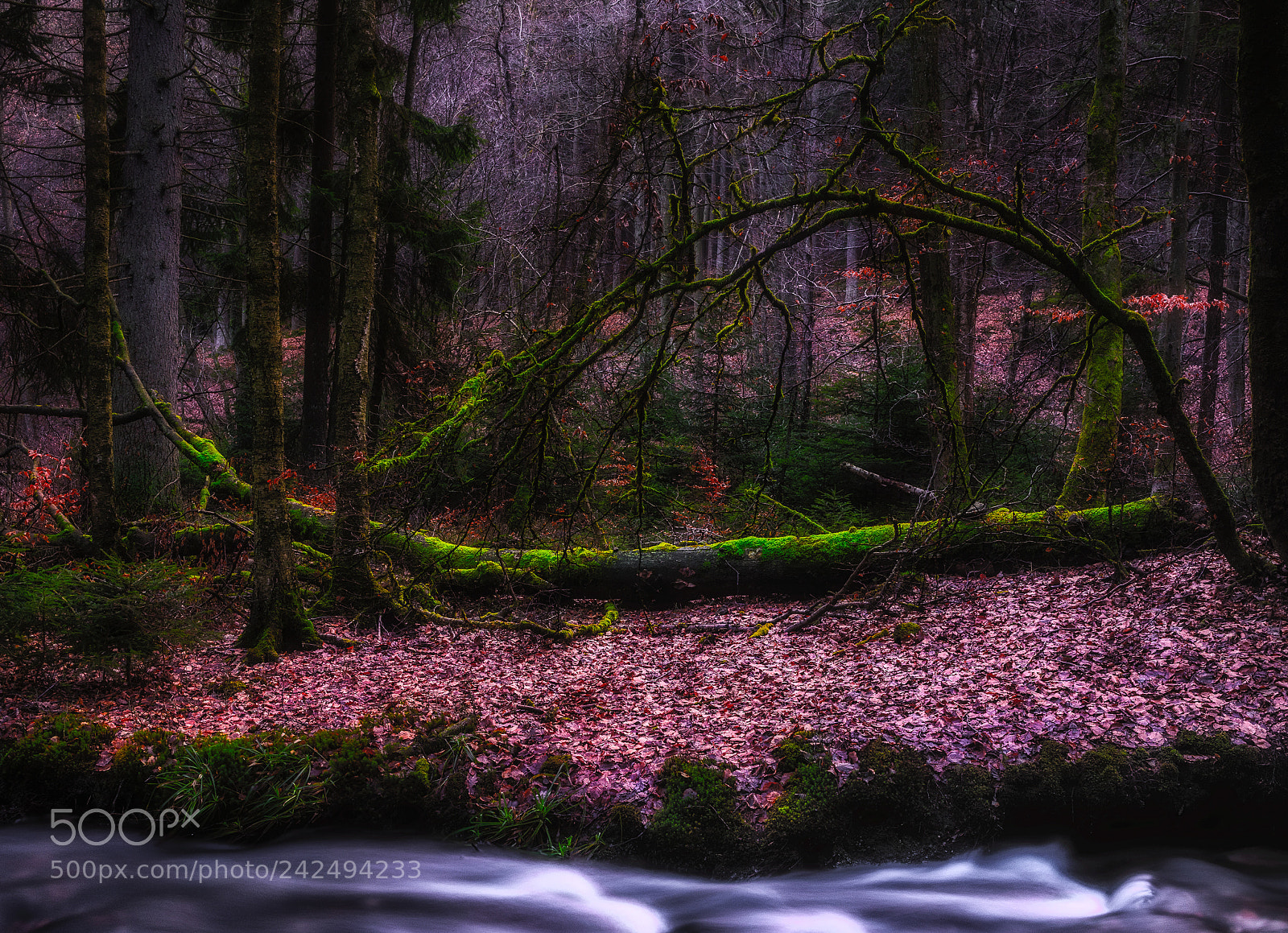 Nikon D810 sample photo. Magic forest photography
