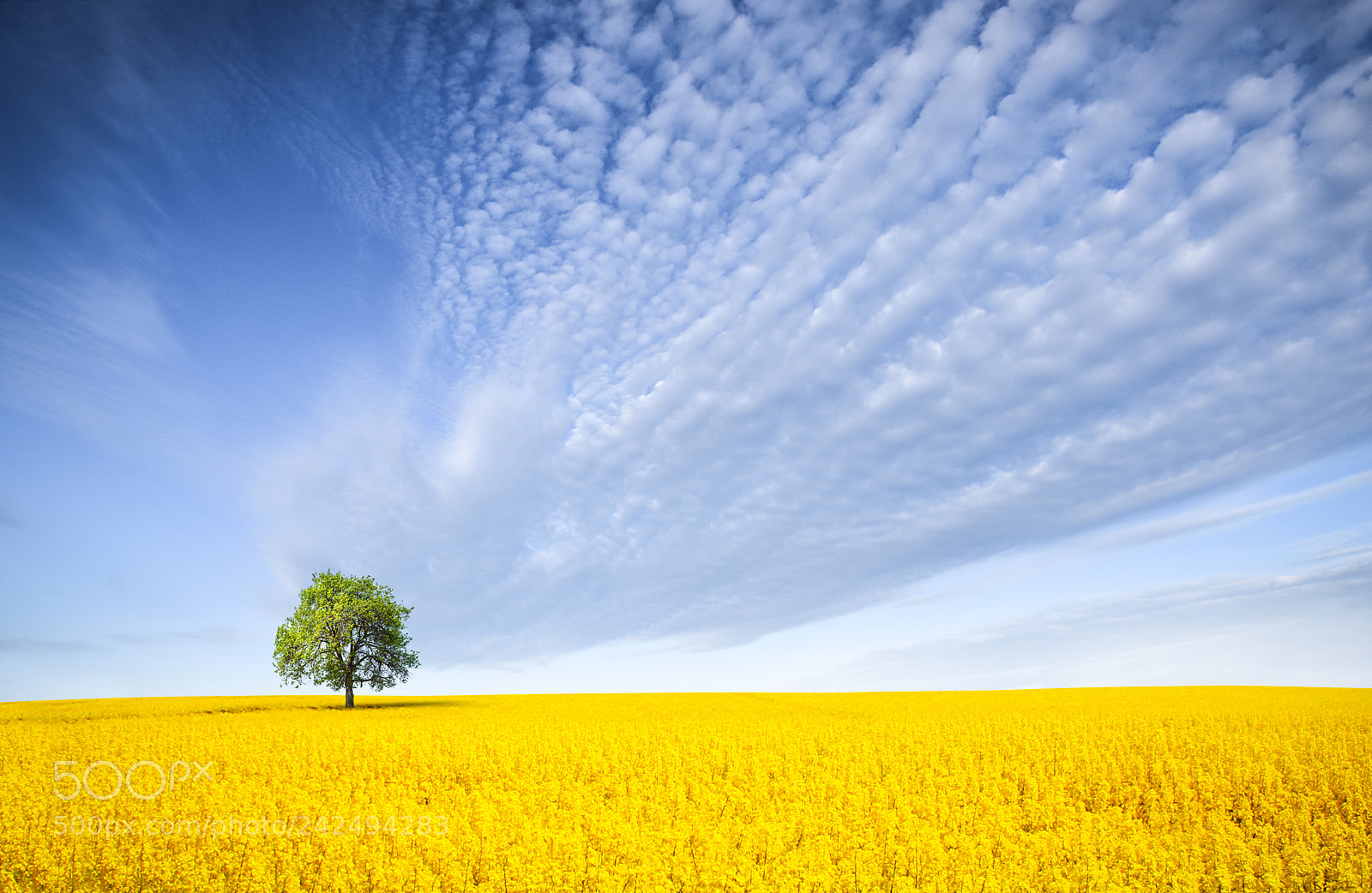 Nikon D810 sample photo. Canola field photography