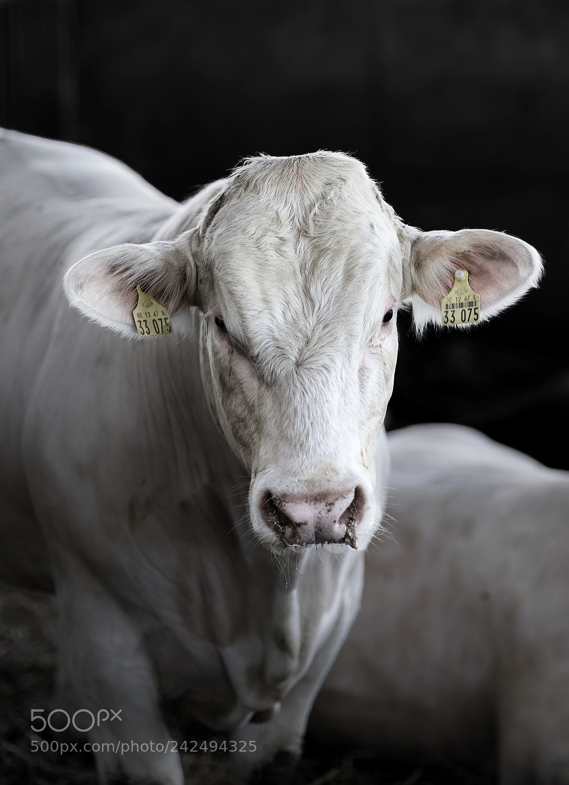 Sony a7 II sample photo. Ox photography