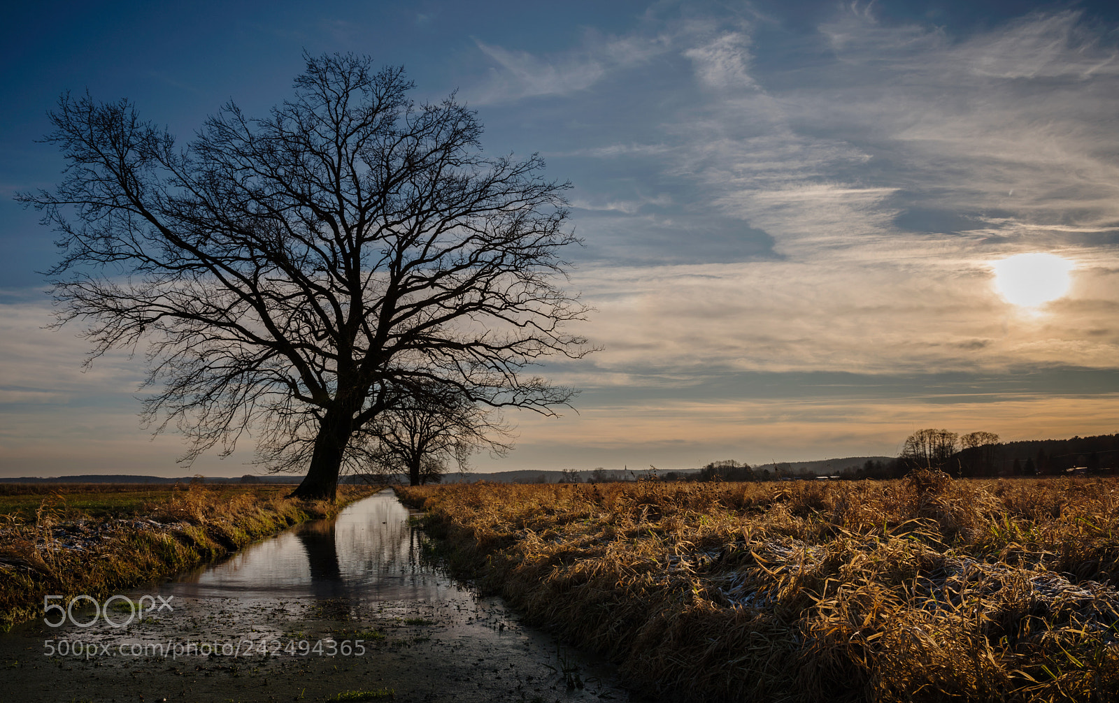 Pentax K-1 sample photo. Tree at the moat photography