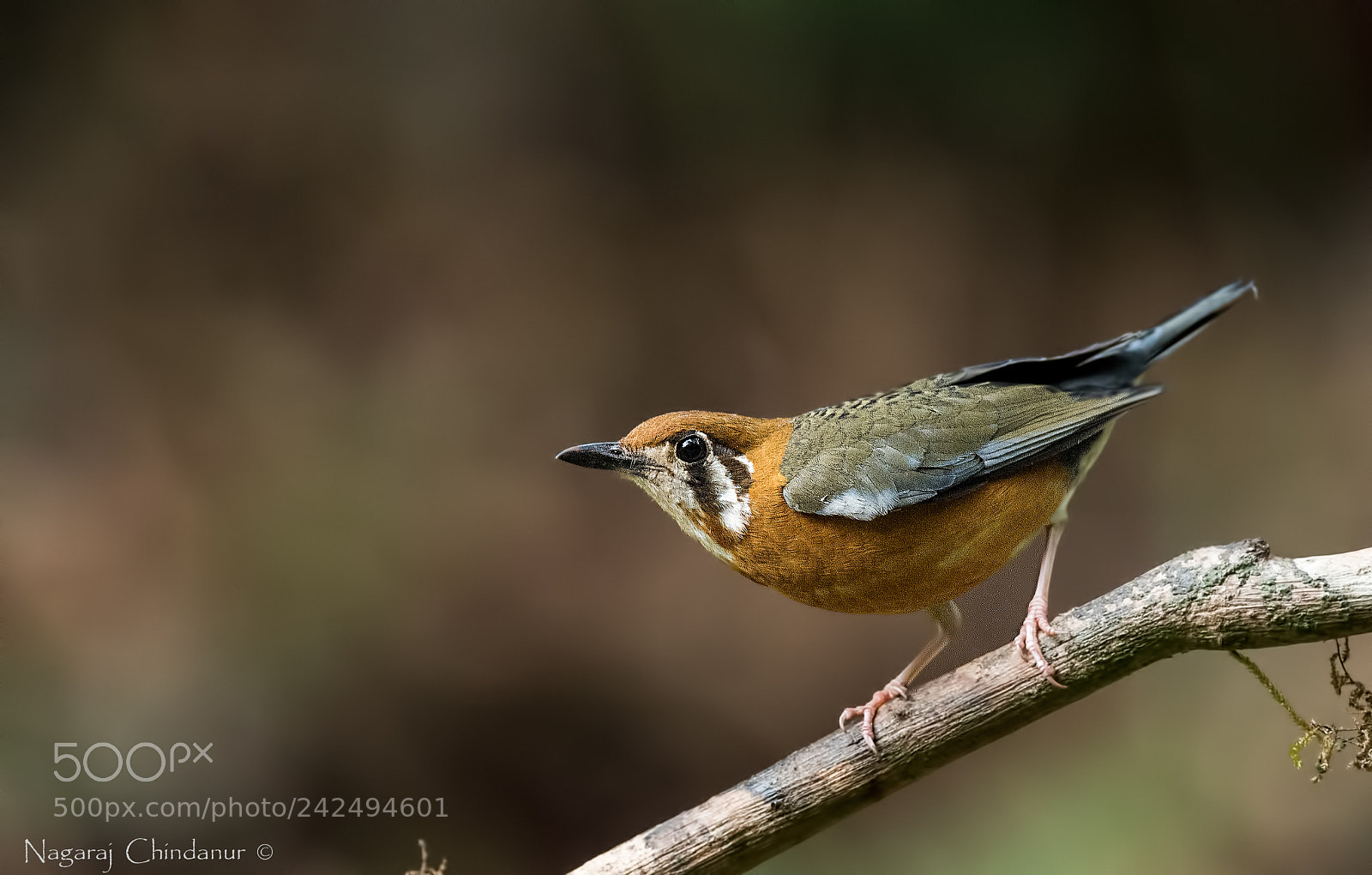 Nikon D5 sample photo. Orange headedthrush photography