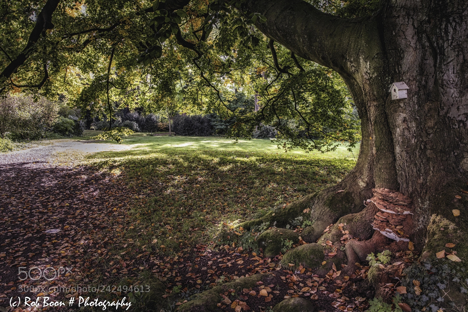 Canon EOS 5DS sample photo. Ancient tree @ vaeshartelt 2 photography