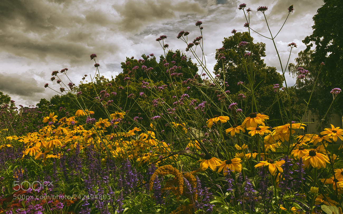 Fujifilm X-T1 sample photo. Untitled photography