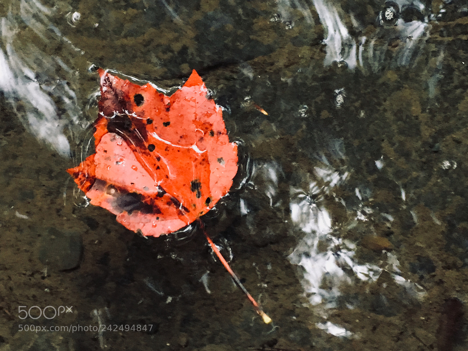 Apple iPhone 6s sample photo. Red leaf photography