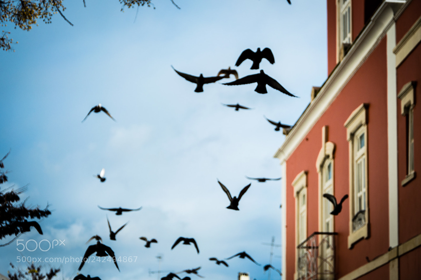 Nikon D7500 sample photo. Birds in flight photography