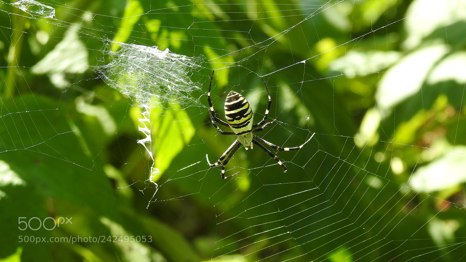 Nikon Coolpix P900 sample photo. Tygrzyk paskowany (argiope bruennichi () photography
