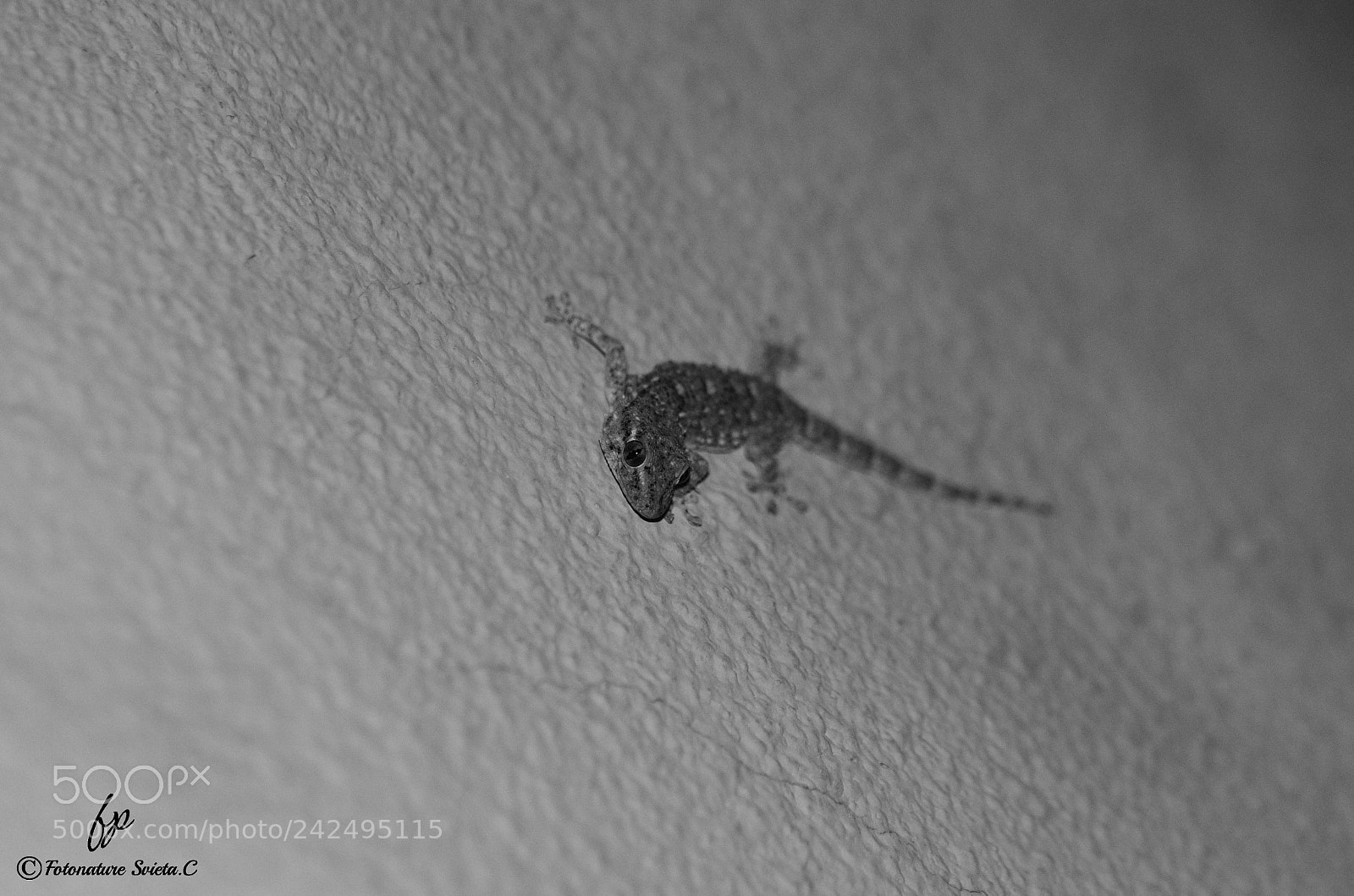 Nikon D5100 sample photo. Black and white photography
